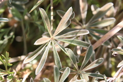 Lupinus excubitus