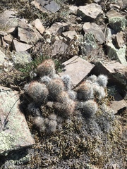 Escobaria organensis