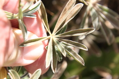 Lupinus excubitus