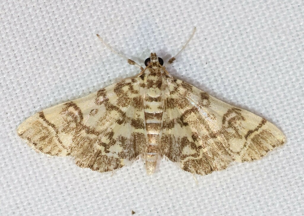 Checkered Apogeshna Moth from Brown County, IN, USA - Cabin 19 on July ...
