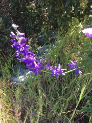 Delphinium hesperium