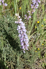 Lupinus excubitus