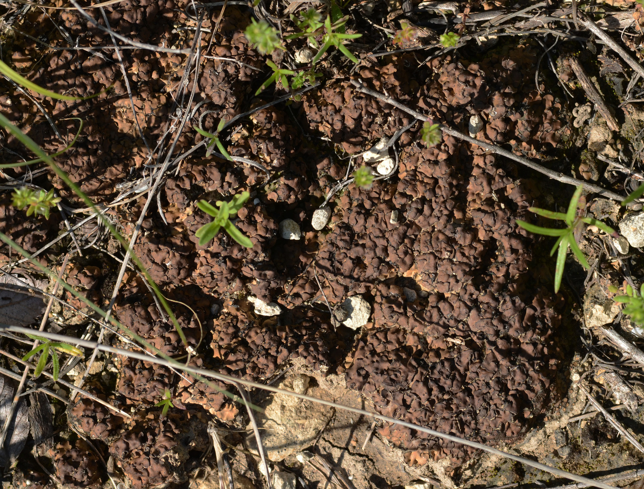Placidium lacinulatum image