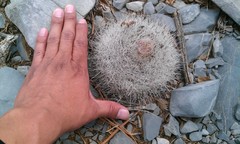 Rapicactus beguinii