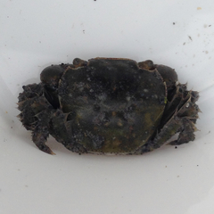 Hemigrapsus crenulatus