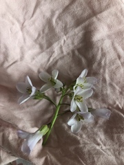 Cardamine concatenata