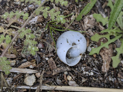 Cahuillus indioensis