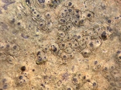 Verrucaria praetermissa