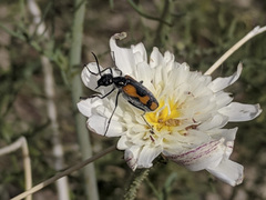 Eupompha elegans