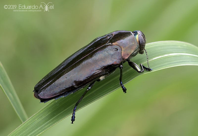 Colobogaster