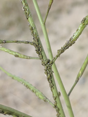 Lipaphis pseudobrassicae