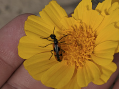 Eupompha elegans