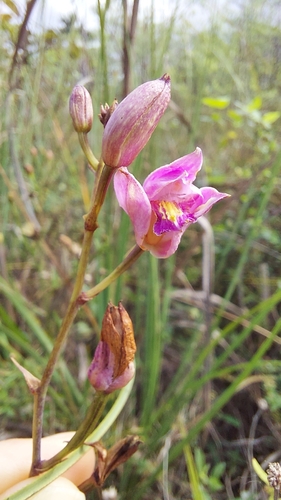 Pine-pink orchid Bletia purpurea pink flowers, Florida