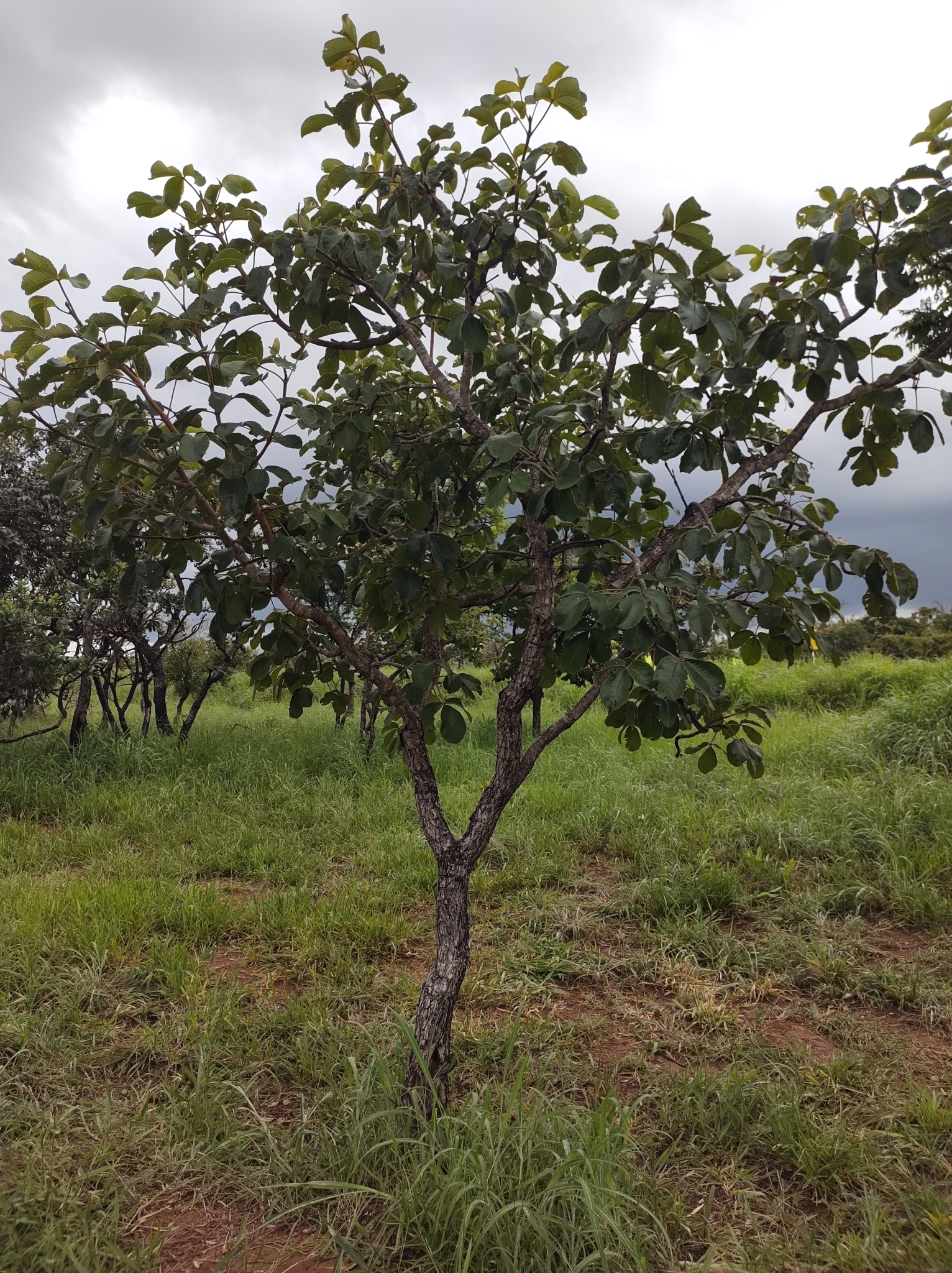 Imagem de Pequi