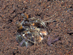 Lysiosquillina maculata image