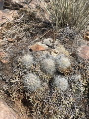 Escobaria organensis