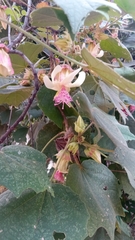 Image of Hibiscus macrogonus