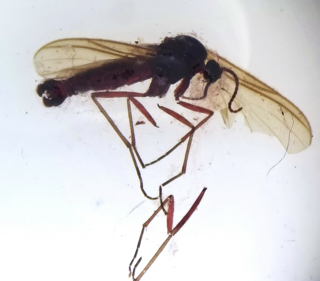 Schwenckfeldina carbonaria