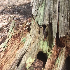 Trapeliopsis viridescens