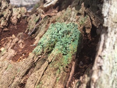 Trapeliopsis viridescens