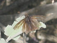 Hesperiidae