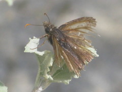 Hesperiidae