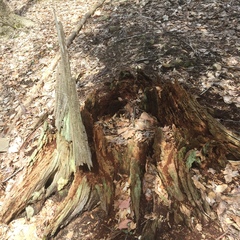 Trapeliopsis viridescens