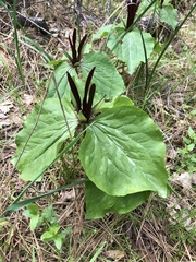Trillium angustipetalum