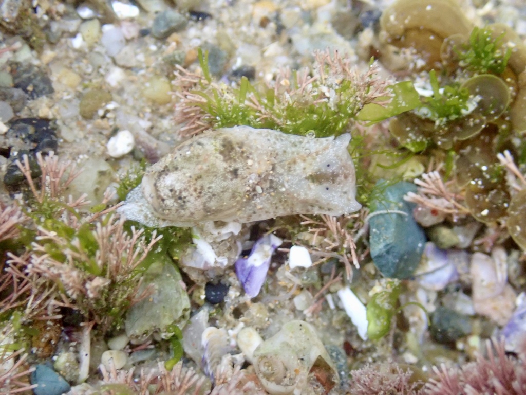 Haminoeidae from Sandy Beach NSW 2456, Australia on January 27, 2024 at ...