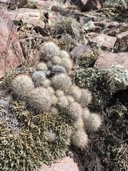 Escobaria organensis