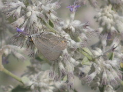 Strymon melinus