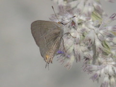 Strymon melinus