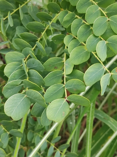 Foto de Barbatimão