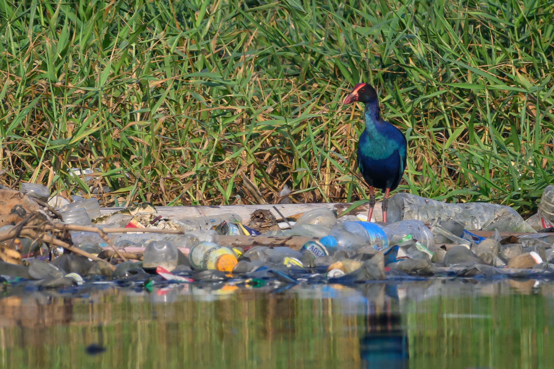 Purple Swamphen