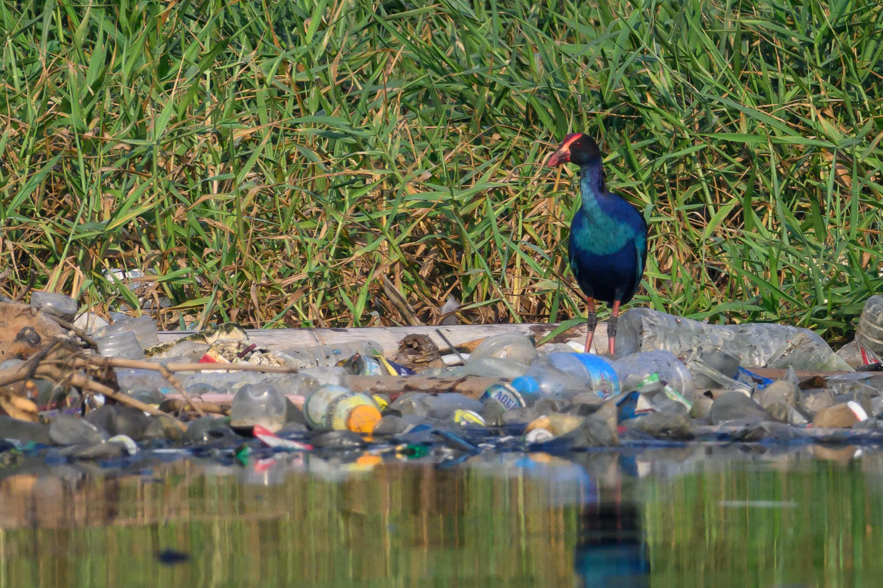 Purple Swamphen
