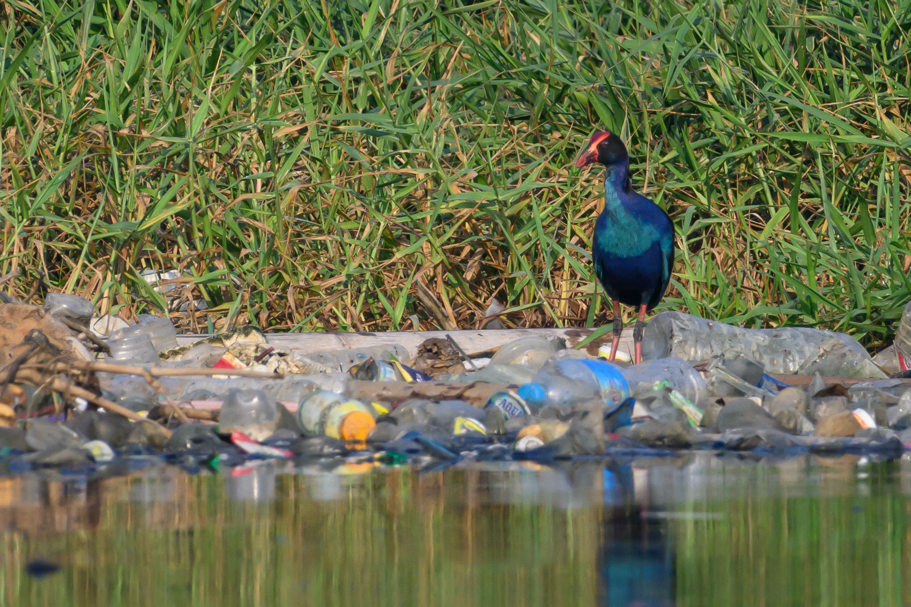 Purple Swamphen