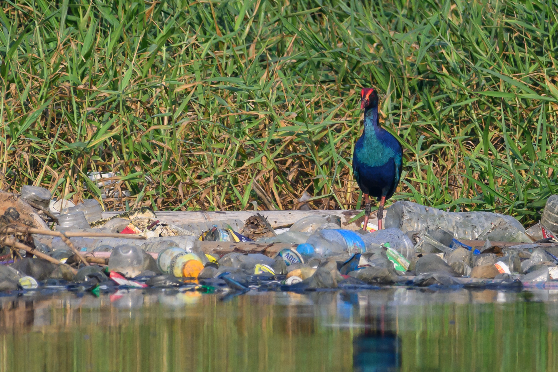 Purple Swamphen