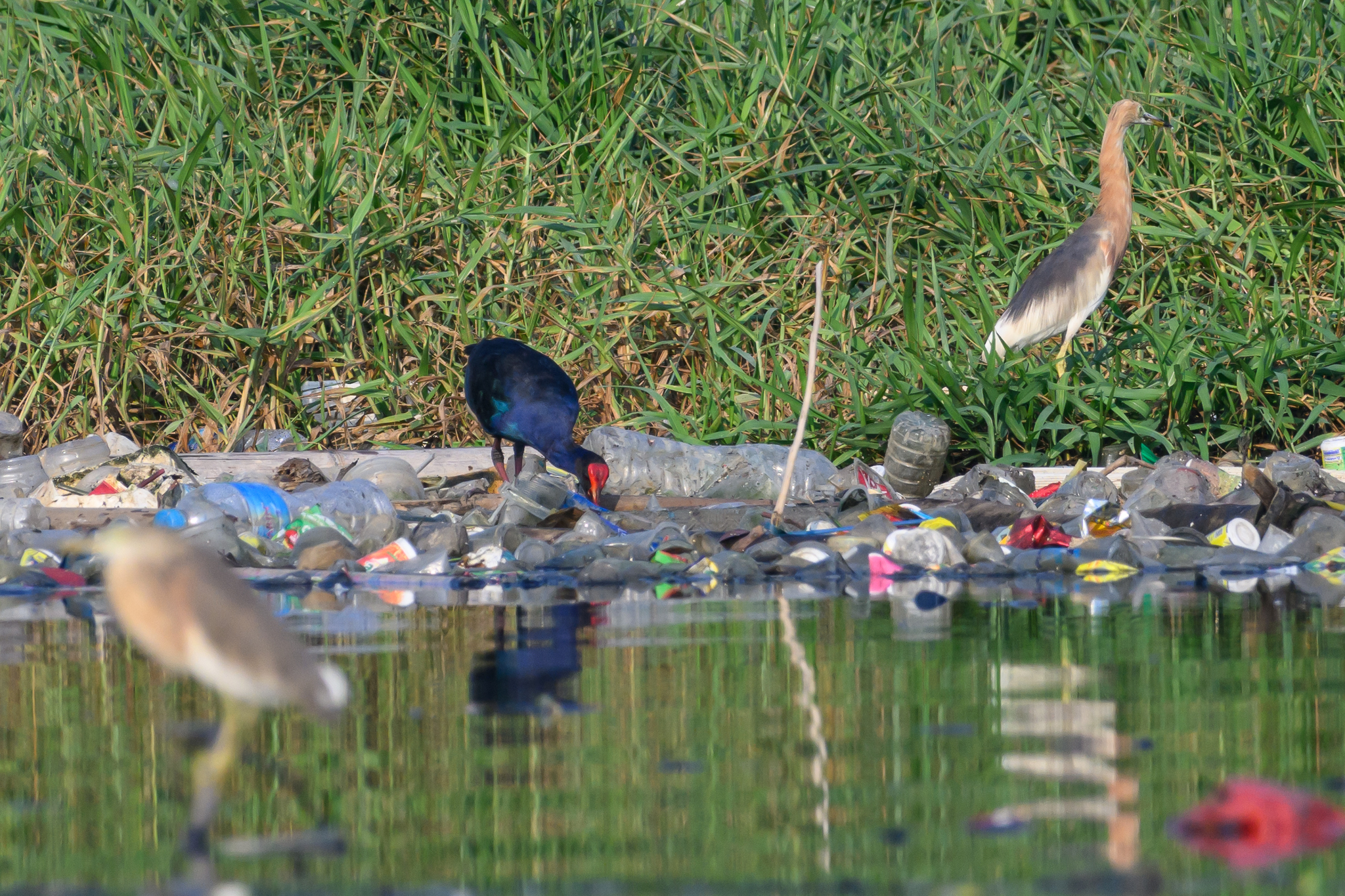 Purple Swamphen