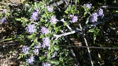 Ceanothus sonomensis