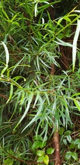 Podocarpus salignus