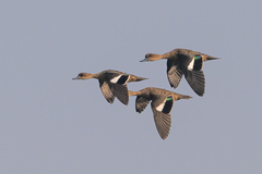 Sunda Teal photo 3