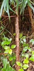Podocarpus salignus
