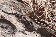 Sceloporus virgatus
