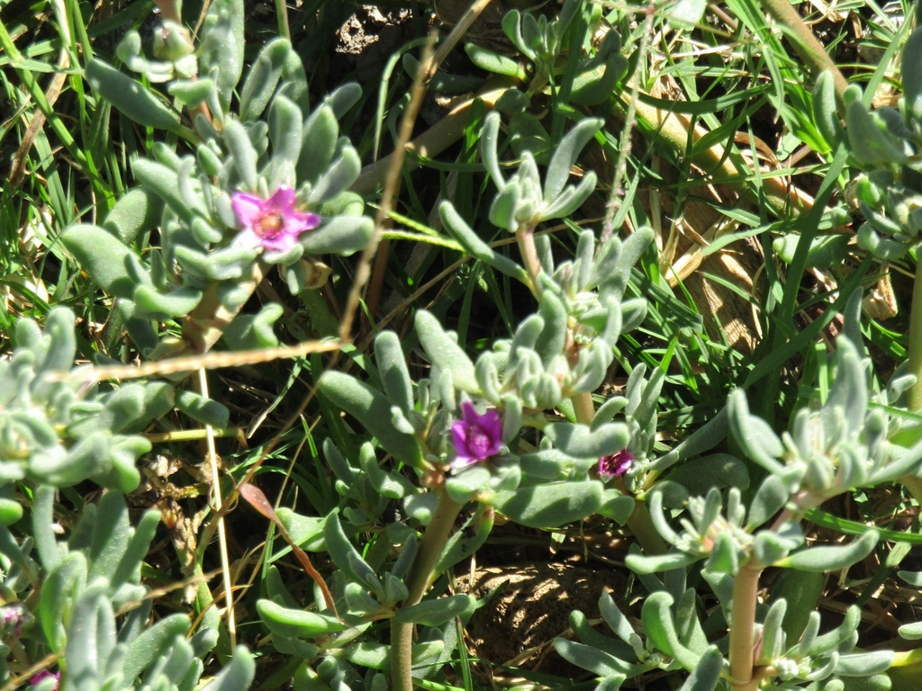 Sesuvium revolutifolium