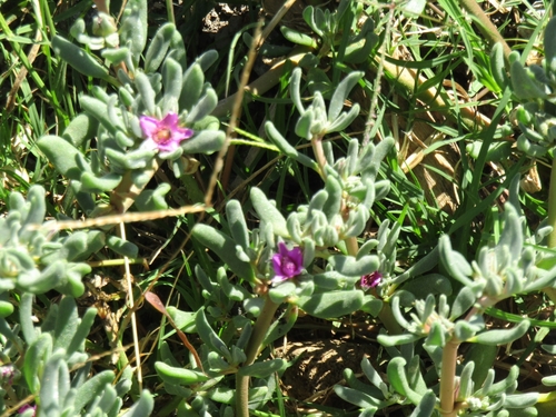 How to identify Sesuvium revolutifolium Ortega