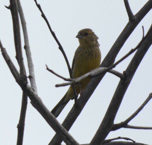 Stripe-tailed Yellow Finch (Sicalis citrina), photo 6