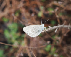 Zizina otis labradus