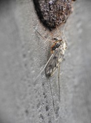 Macropelopia nebulosa