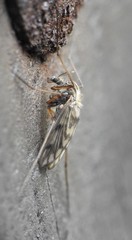 Macropelopia nebulosa