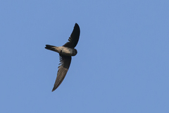 Edible-Nest Swiftlet photo 2